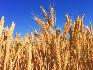Farm Crop Insurance in Port Jefferson, Centereach, Selden, NY