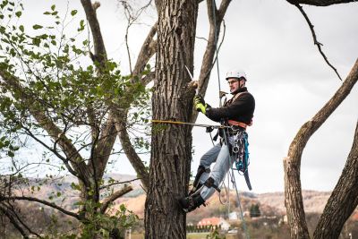 Tree Trimming Insurance in Port Jefferson Station, NY by Bobby Hull Professional Group Inc.